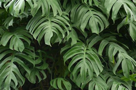 8 Outdoor Plants With Big Leaves With Pictures Ultimate Backyard