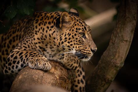 Free Photo Endangered Amur Leopard Resting On A Tree In The Nature