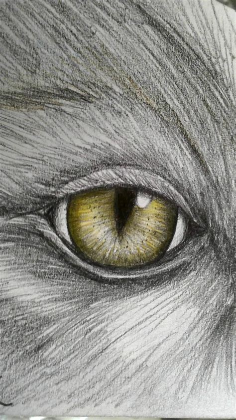 Pencil Drawings Of Animal Eyes Pencildrawing2019