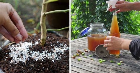 11 Diy Homemade Plant Fertilizers With Recipesgreenstories