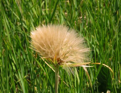 Free Images Nature Field Lawn Meadow Dandelion Prairie Wild