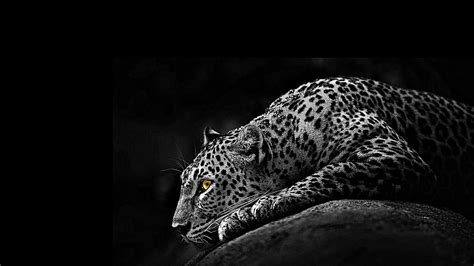 Jaguar Monocromo Blanco Y Negro Depredador Fauna Animal Salvaje