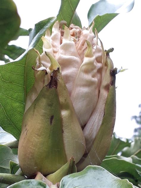 Pin By Alison Van Natta On Buds Pear Fruit Bud