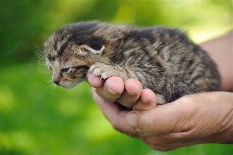 How To Take Care Of Newborn Kittens And A Mother Cat Animals Momme