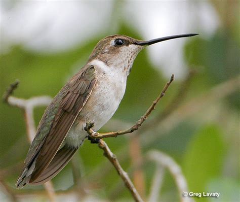 Black Chinned Hummingbird Id Facts Diet Habit And More Birdzilla