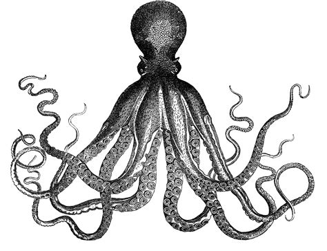 41 Octopus Clipart Black And White Pictures Alade