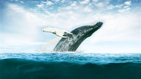 Whale Wallpaper 69 Images