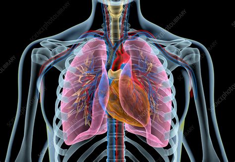 Anatomy of the chest and the lungs: Anatomy Of Upper Yorso - Clinically Relevant Human Anatomy | Arts and Science ONLINE : Upper ...