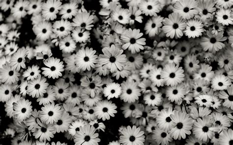 Black And White Flowers Wallpaper 1920x1200 51488