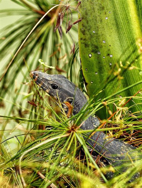 The Water Monitor Lizards Of Sungei Buloh Thesmartlocal