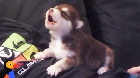 Malamute Husky Puppy Howling For The First Time The Dodo Youtube