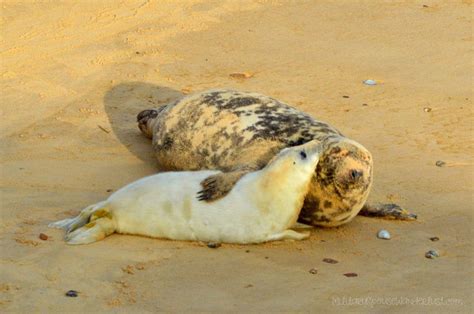 Love And Bonding Grey Seals At Horsey Beach Horsey Gap Norfolk Seal