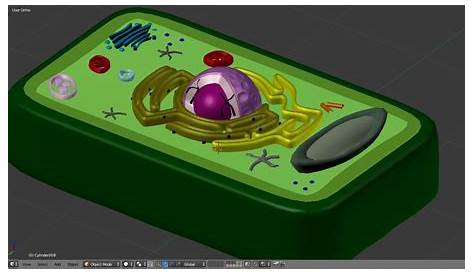 plant cell 3d model