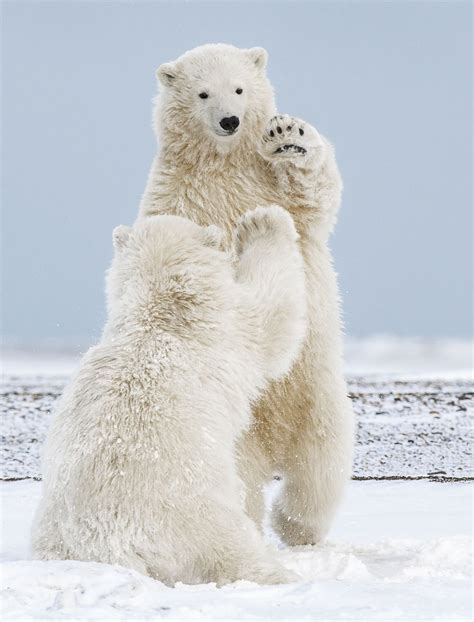 2019 National Geographic Travel Photo Contest Winners Polar Bear