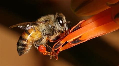 Africanized Bees 101 What Turned Honey Bees Into Killers 2022