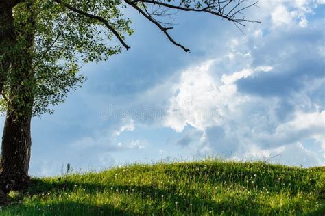 Spring Meadow With Big Tree With Fresh Green Leaves Stock Image Image