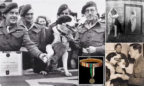Medals Of Parachuting Sas Dog Are Tipped To Fetch £30000 After He Was