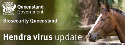 Hendra Virus Vaccine Inquiry In Qld Announced Equestrian Queensland