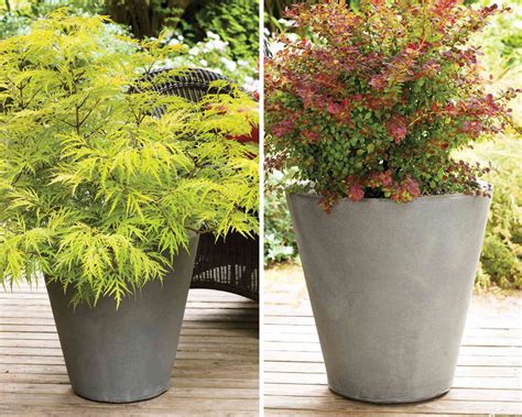 7 Best Shrubs For Containers Better Homes And Gardens