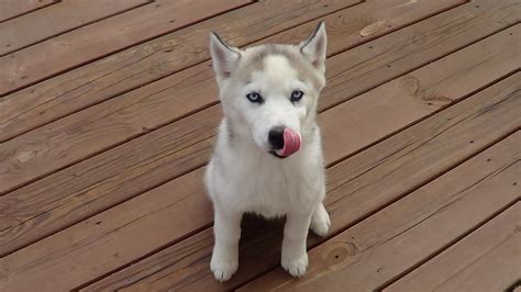 How Much Do Husky Puppies Cost Siberian Husky Puppies For Sale