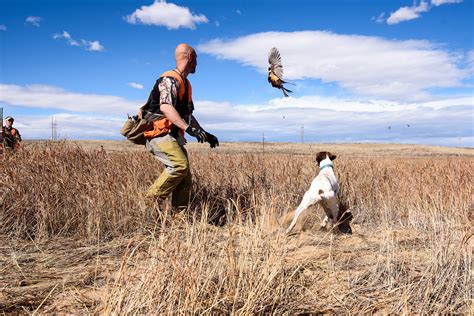 Colorado Pheasant Hunting Longmeadow Game Resort