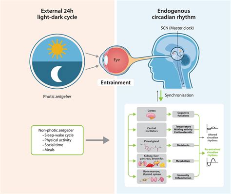 Schematic Diagram Of The Circadian Clock Entrainment Pathways Light