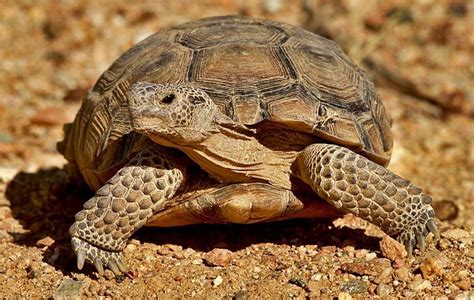 Mojave Desert Tortoise Mojave Animal Protection