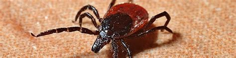What To Know About The Western Blacklegged Tick Igenex