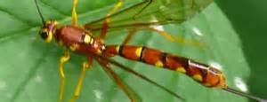 Beautifully Colored Insect With Long Tailstinger Like