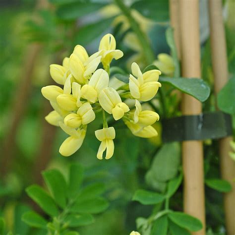 Hardy Evergreen Coronilla Citrina Flowering Garden Plant 9cm Or 3l