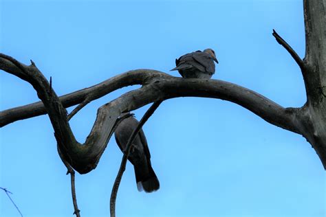 Two Birds On A Twisted Branch Free Stock Photo Public Domain Pictures