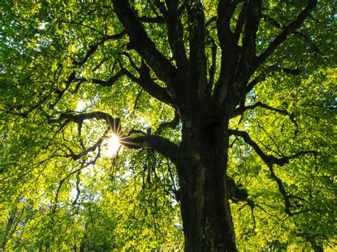 Can Trees Communicate And Feel Emotions Impact Magazine