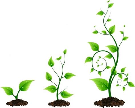 Three Green Plant Growth Cycle Ai Eps Vector Uidownload
