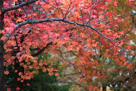 Florida Flame Red Maple Tree Just Fruits And Exotics