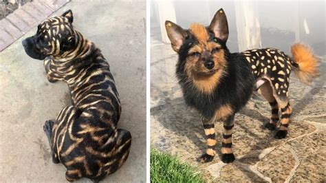 The 10 Dog Breeds With Unusual Coats Or Markings