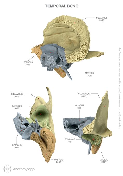 Temporal Bone Encyclopedia Anatomyapp Learn Anatomy 3d Models