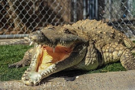 Оринокский крокодил Crocodylus Intermedius — описание вида образ