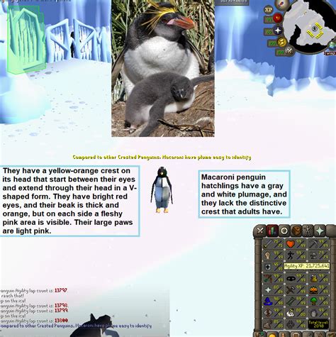 100 Laps With Penguin Facts Daily Until Agility Pet Day 123 R2007scape