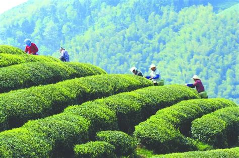 Discover Chinese Tea Culture In Hangzhou Longjing Tea Plantations