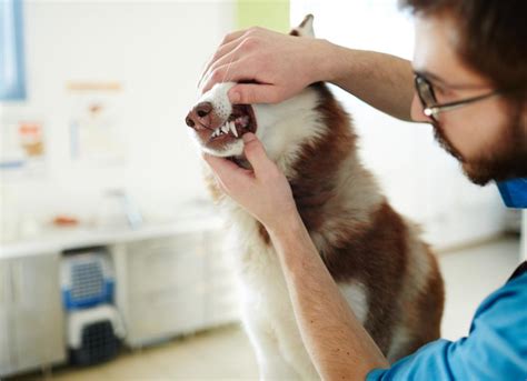 Oral Masses In Dogs Petmd