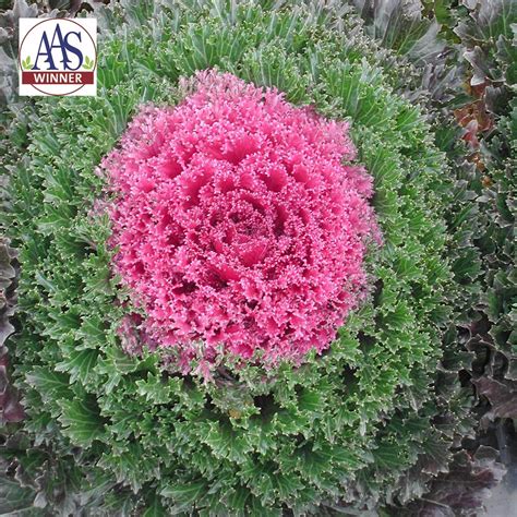 Kale Flowering Glamour Red F1 Wh Perron