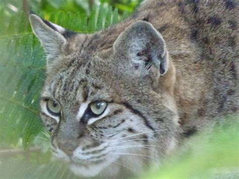These cats cannot return to the wild, as they would not survive due to their captive upbringing. Big Cat Rescue, Tampa FL (Photo Diary)