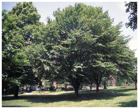 Top 10 Trees To Plant In Toronto Tree Doctors Inc