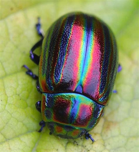 The Rainbow Leaf Beetle Chrysolina Cerealis Is Here To Bring A Little