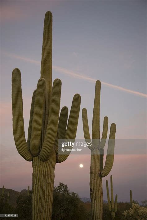 Arizona Desert Moon Rise Between The Saguaros At Sunset High Res Stock