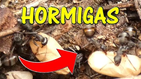 Hormigas En Hormiguero Con Larvas Hormigas Formicidae Hormiguero