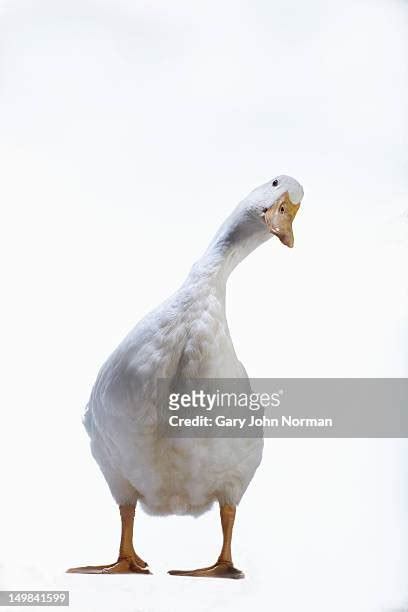 Ducks Without Beaks Photos And Premium High Res Pictures Getty Images