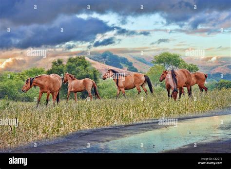 Horses Of Freedom Stock Photo Alamy