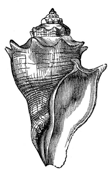 23 best Botanical Pen & Ink Drawings images on Pinterest ... Another page of beach life drawing,kata beach,phuket,thailand.