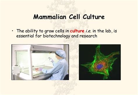 Animal Cell Culture Ppt Ppt Basics Of Cell Culture And Animal